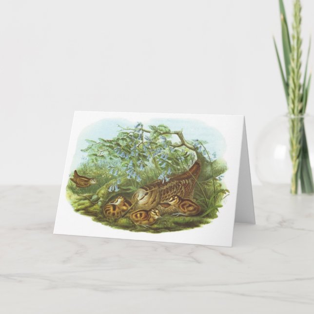 Cartão Gould - galinhola - rusticola do Scolopax (Frente)