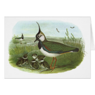 Cartão Gould - galispo - vanellus do Vanellus