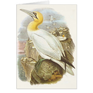 Cartão Gould - Gannet - bassana do Sula