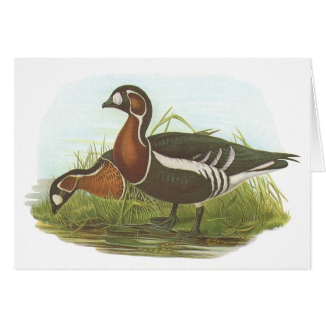 Cartão Gould - ganso de peito encarnado - ruficollis do (Frente Horizontal)