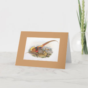 Cartão Gould - Golden Pheasant Card