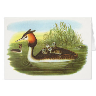 Cartão Gould - grande Grebe com crista - cristatus do