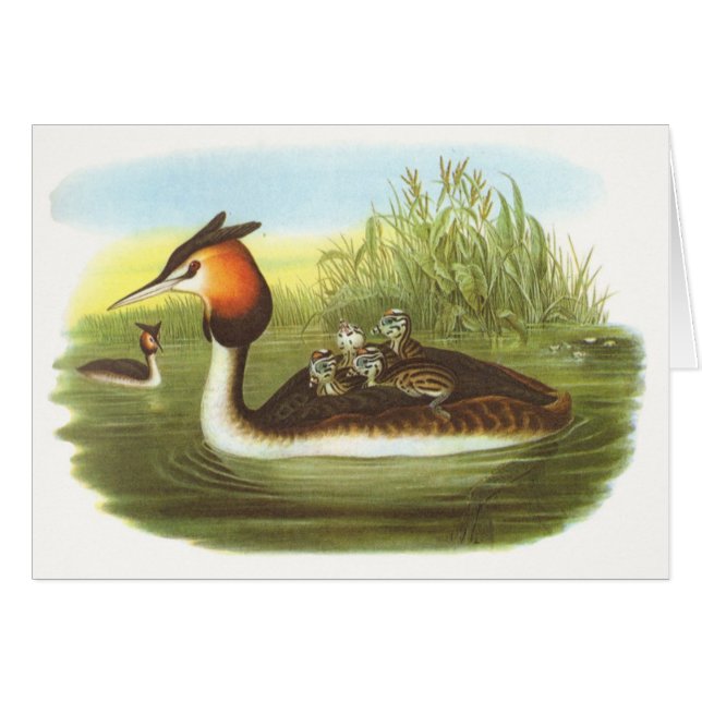 Cartão Gould - grande Grebe com crista - cristatus do (Frente Horizontal)