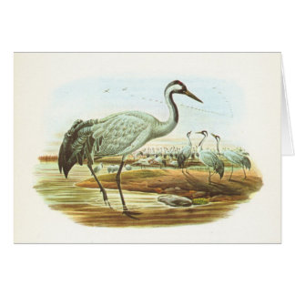 Cartão Gould - guindaste comum - grus de Megalornis