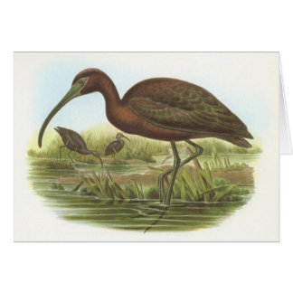 Cartão Gould - íbis lustrosos - falcinellus de Plegadis