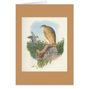 Cartão Gould - nisus Sparrowhawk do Accipiter