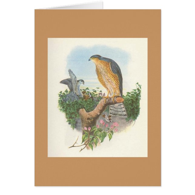 Cartão Gould - nisus Sparrowhawk do Accipiter (Frente)