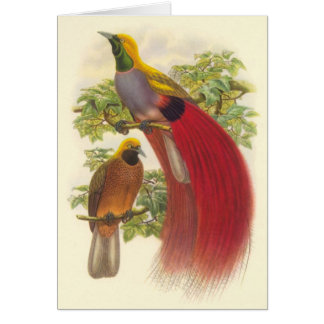 Cartão Gould - pássaro de paraíso Cinzento-Chested
