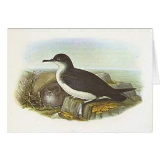 Cartão Gould - Shearwater Manx - puffinus do Procellaria