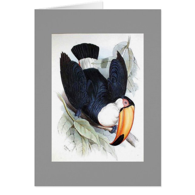 Cartão Gould - Toco Toucan (Frente)