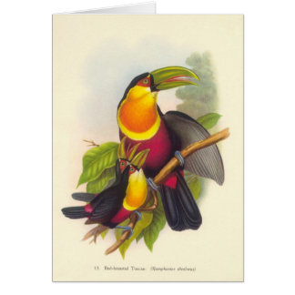 Cartão Gould - Toucan de peito encarnado
