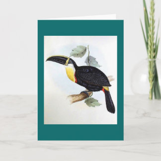 Cartão Gould - Toucan Osculant