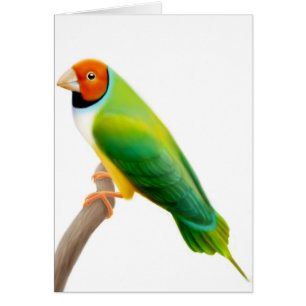 Cartão Gouldian Finch Orange Headed