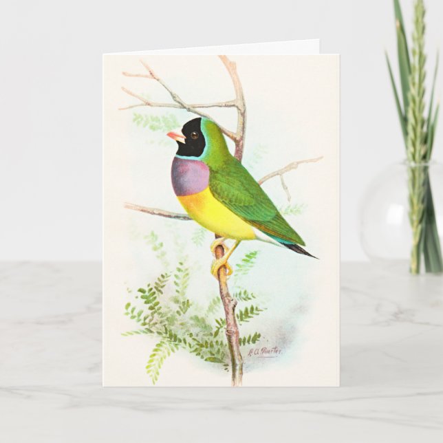 Cartão Gouldian Rainbow Finch Ameaça Ave Australiano (Frente)