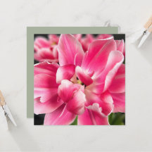 Graça em Todas as Estações | Tulipa Rosa para Down