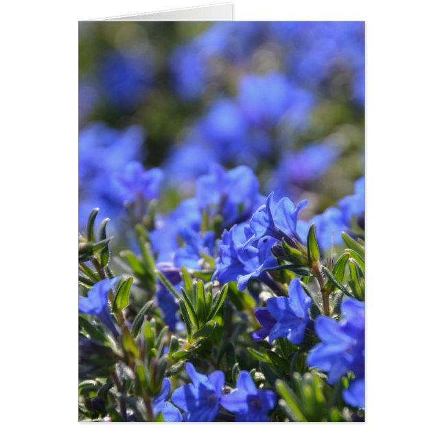 Cartão Grace Ward Flower (Frente)