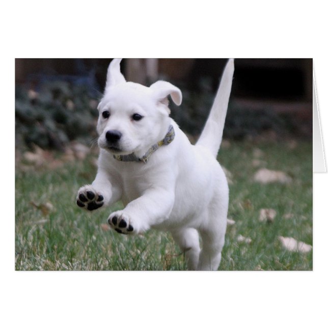 Cartão Gracie, o laboratório amarelo (branco) (Frente Horizontal)