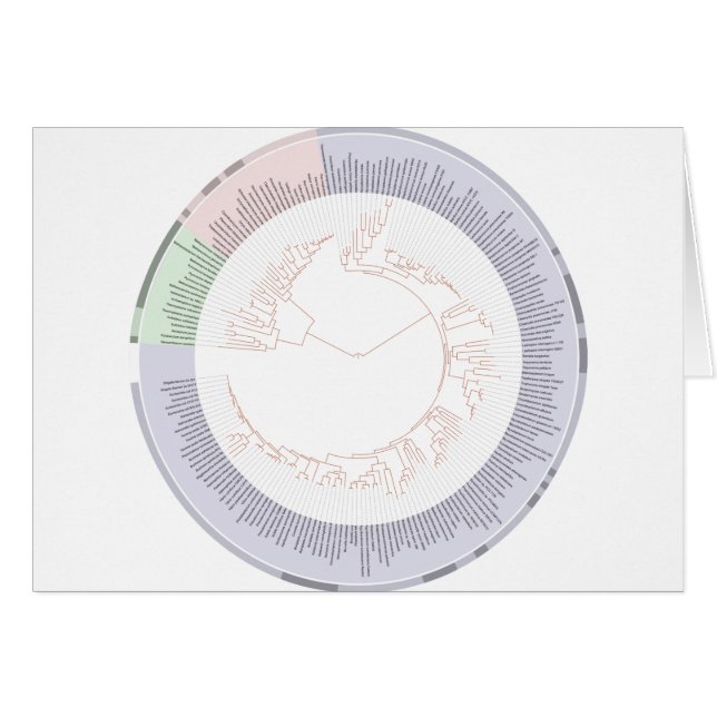 Cartão Gráfico de árvore filogenética da vida (Frente Horizontal)