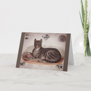Cartão Gráfico de Gatos Antigos