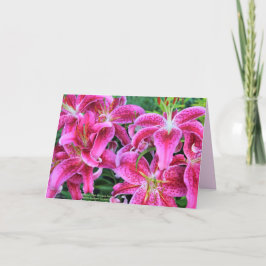 Cartão Gráficos com Grânticos cor-de-rosa
