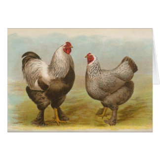 Cartão Graham - Frango Brahma Escuro