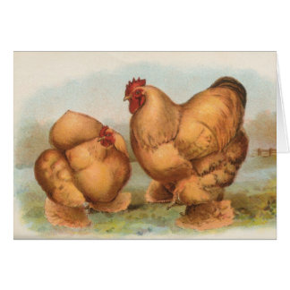 Cartão Graham - galinhas amarelas de Cochin