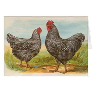 Cartão Graham - galinhas barradas das rochas de Plymouth
