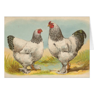 Cartão Graham - galinhas claras de Brahma