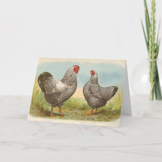 Cartão Graham - Silver Lactado Wyandotte Chickens