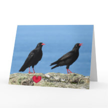 Gralhas-vermelhas (Pardais) Pyrrhocorax pyrrhocora