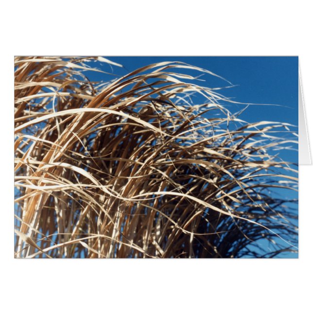 Cartão Grama do Windblown (Frente Horizontal)