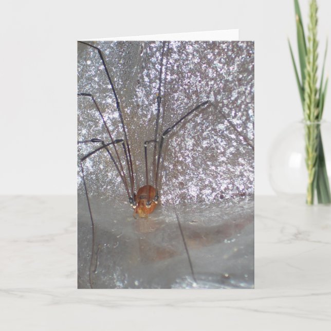 Cartão Grandaddy Longlegs (Frente)