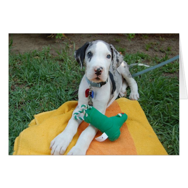 Cartão Grande cachorrinho de Dane (Frente Horizontal)