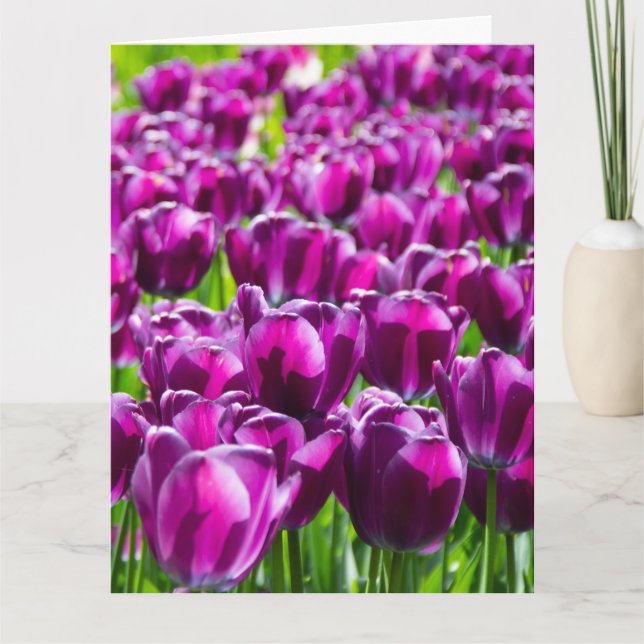 Cartão Grande campo de tulipas roxas    (Frente)
