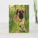 Cartão Grande cão inglês do Mastiff - desejos do<br><div class="desc">Este Mastiff inglês está enviando desejos do feliz aniversario!</div>