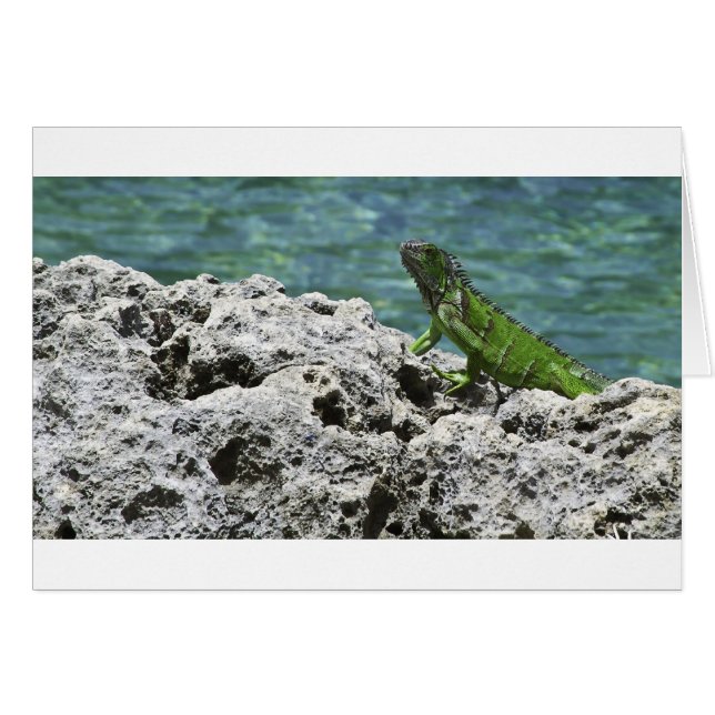 Cartão Grande Cayman Islands Green Iguana (Frente Horizontal)
