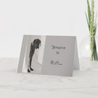 Grande Dane Pet Dog Divorce Ruff Estou aqui para v