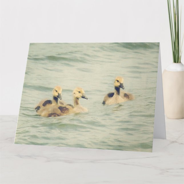 Cartão Grande de Goslings Gansos Bebês (Frente)
