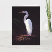 Grande Egret branco