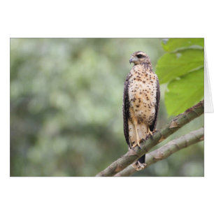 Cartão Grande falcão preto