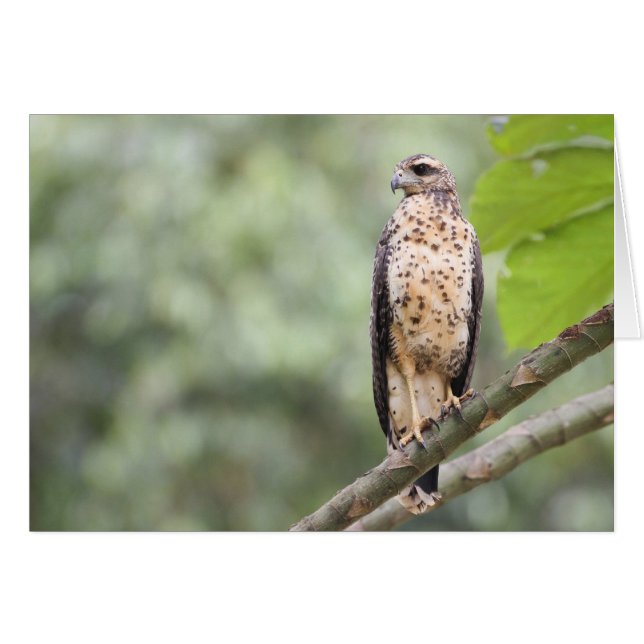 Cartão Grande falcão preto (Frente Horizontal)