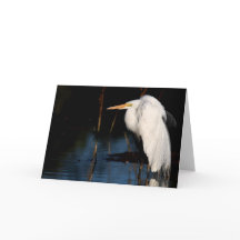 Cartão - grande hunchback do egret