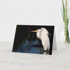 Cartão - grande hunchback do egret