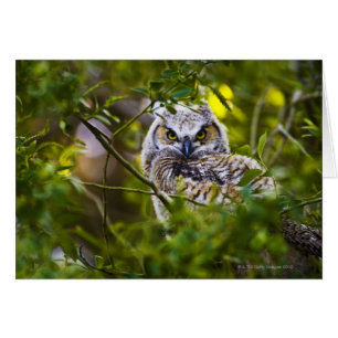 Cartão Grande Owlet Horned