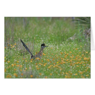 Cartão Grande Roadrunner, Geococcyx