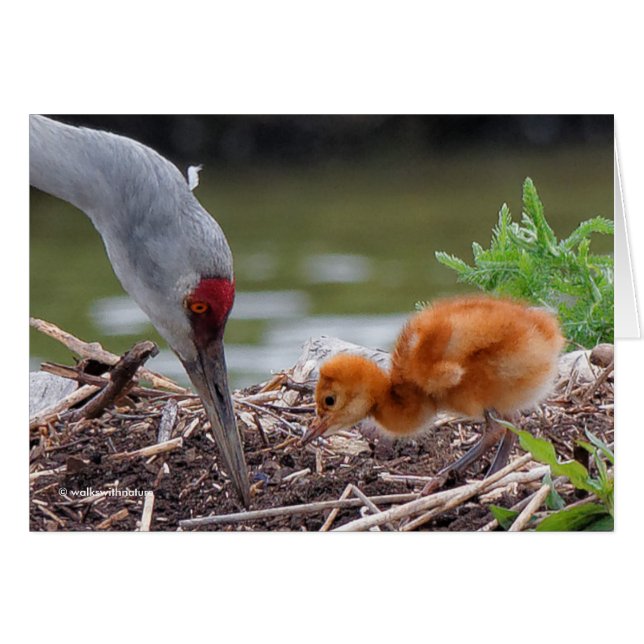 Cartão Grande Sandhill Crane Pai e Filho (Frente Horizontal)