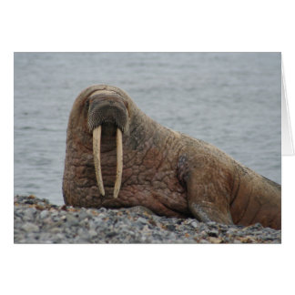 Cartão Grande Walrus em Rocks