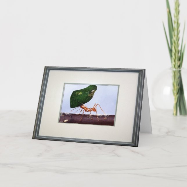 Cartão Grandes esperanças (Frente)