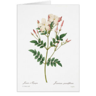 Cartão Grandiflorum do Jasminum