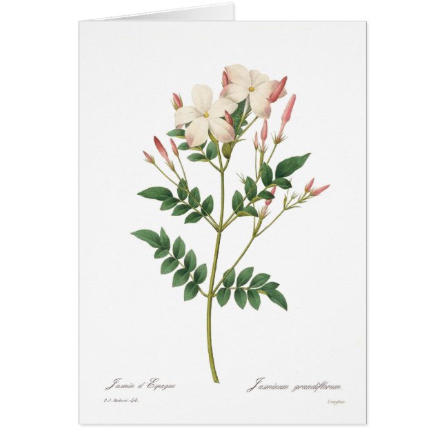 Cartão Grandiflorum do Jasminum (Frente)